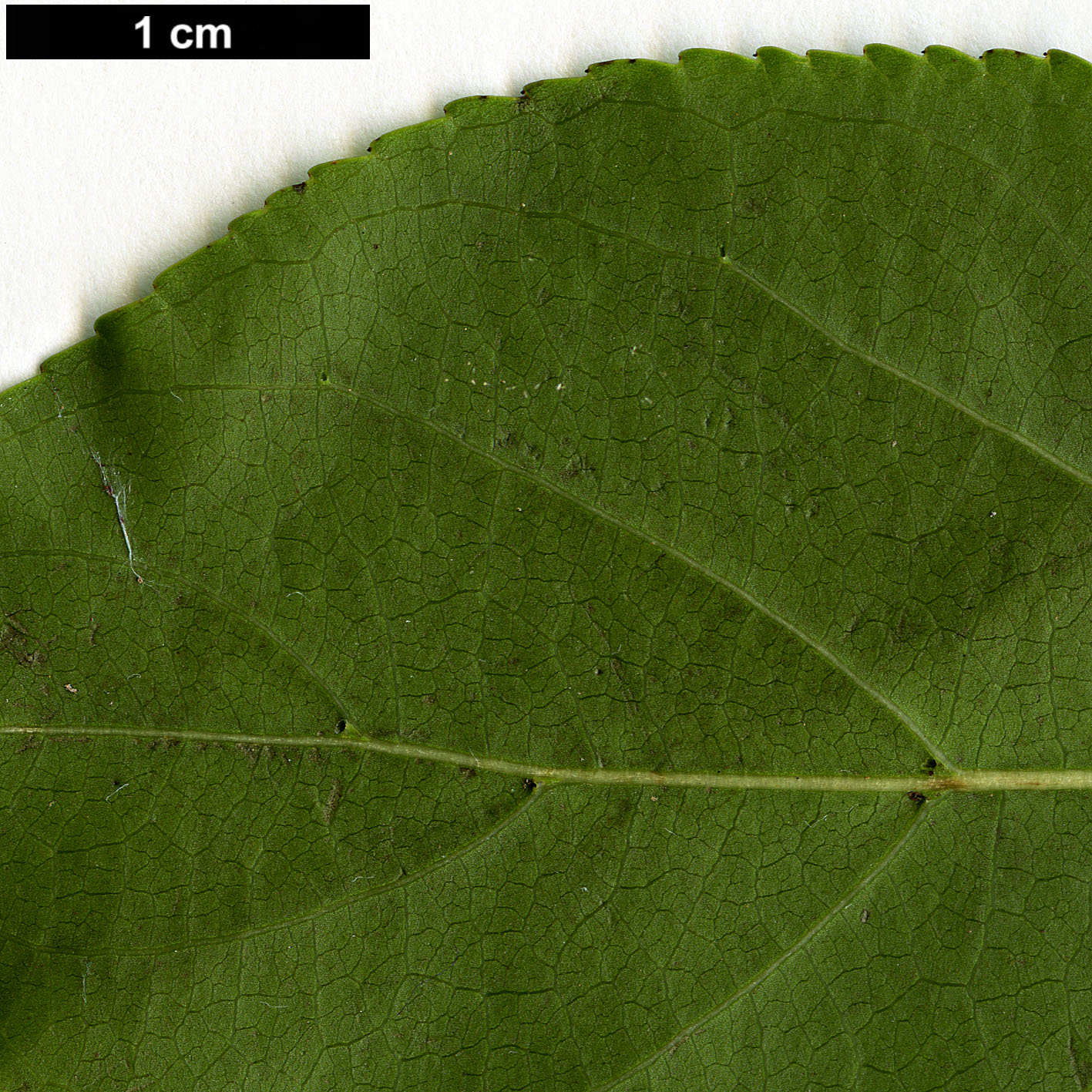 High resolution image: Family: Phyllanthaceae - Genus: Bischofia - Taxon: javanica